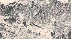 Mosasaur skin